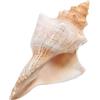 SHINEOFI Conchiglia Gigante a Strisce Naturale 16-18 CM Decorazione per Acquari e Vasi Riempitivo per Feste a Tema Spiaggia e Accessori per Piante Aeree