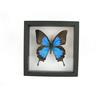 asiahouse24 Papilio Ulysses - Doppia farfalla gigante ed esotica nella vetrina 3D, cornice in legno - incorniciata - Taxidermy (Ulysses)