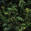 FunStick Carta da Parati Adesiva Muro Tropicale Verde Scuro Fotomurali Carta da Parati Foglie Tropicali Jungle Camera da Letto Pellicola Adesiva per Mobili Verde Nero Adesivi Murali Foresta 44.5CM×3M