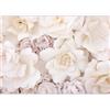 murando Carta da parati 3D Effetto 500x350 cm Fotomurali in TNT Murale alla moda Decorazione da Muro XXL Poster Gigante Design Soggiorno Cameretta Carta per pareti Fiori Natura beige b-C-0725-a-a