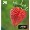 Epson Strawberry Multipack Fragole 4 colori Inchiostri Claria Home 29 in confezione EasyMail Packaging
