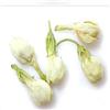 HELLOYOUNG Tè ai fiori di gelsomino naturale - 50 g (0,11 LB) - Tisana fiorente cinese dell'inizio della primavera