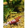 Generisch Gamberetti glück - Gamberetti in diversi colori e motivi - 5 pezzi (Pinto Zebra - Caridina - rosso/bianco)