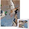 Hdhfjks Puzzle da 500 pezzi, puzzle in legno, gioco di famiglia per adulti e adolescenti,Caccia alle anatre germano reale Anatre germano reale
