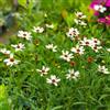 Generic semi coreopsis tinctoria - Susan dagli occhi neri semi d'appartamento esotiche giardino resistente balcone tetti verdi 85pcs