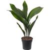 GardenersDream Pianta di ghisa Aspidistra Elatior Piante da interno sempreverdi alte ed esotiche.