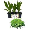 P. Piantine da Orto | Lattuga Barba dei Frati Bianca, Pianta da Orto o Balcone Pronta al Trapianto, Kit da 9 Piantine, Pianta Vera da Esterno, Vivaio Italiano