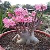 Generico ADENIUM ARABICUM - 5 SEMI Rosa del deserto semi freschi