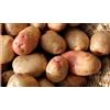 Generic King Edward: King Edward patate da semina - sementi certificate irlandese (Classe Se) Maincrop