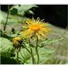 Seeds & Plants Shop by Ipsa Pezzi - 10x Inula Magnifica Riesenalant Pianta Perenne Giardino Piante - Seme B1124 - Seeds & Plants Shop by Ipsa