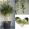 SAVINI VIVAI L'ARTE DI FARE NATURA SAVINI VIVAI Pianta di Limone Caviale Verde Faustrime Albero di Agrumi Finger Lime Limone ad Alberello in Vaso 35 cm Altezza 120-140 cm 4 Anno di Innesto Made Italy