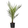 Plant in a Box - Palma datteri delle Canarie - Phoenix canariensis - Altezza 50-60cm - ⌀15cm