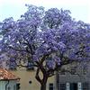 Generic 1 PIANTA DI PAULOWNIA TOMENTOSA MIELIFERA FIORI PROFUMATI VIOLA