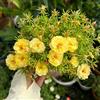Generic Semi di portulaca, decorazione del giardino per esterno Portulaca grandiflora, semi da giardino esotici rare 350pcs