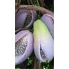 Generico Akebia Quinata Vaso 15 cm - Rampicante Ornamentale