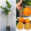 SAVINI VIVAI L'ARTE DI FARE NATURA SAVINI VIVAI Pianta di Arancio Albero di Agrumi Arancio Dolce a Polpa Gialla Washington Navel in Fitocella Altezza 100-120 cm di 1 Anno di innesto Made Italy