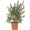 KENTIS - Feijoa Acca Sellowiana - Piante Vere da Esterno da Frutto - Pianta da Giardino Sempreverde - H 100/125 cm Vaso Ø 24 cm
