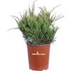 eGarden.store Pianta di Ginepro Pianta di Juniperus X Pfitzeriana Old Gold pianta da esterno pianta ornamentale pianta tappezzante pianta vera di Ginepro venduta da eGarden.store