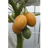 Generic 20 seeds of Tamarillo Orange SOLANUM BETACEUM - Tomato Tree:Seeds