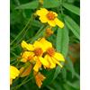 Generic 50 Semi - messicano Mint Tagete Seeds - Tagetes Lucida