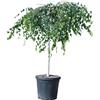 AMDGarden Pianta di Betulla Pendula Piangente Youngii h 100 cm in Vaso 18 cm Ideale per Esterni
