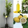 SAVINI VIVAI L'ARTE DI FARE NATURA SAVINI VIVAI Pianta di Limone Albero Agrumi Limone Zagara Bianca in Fitocella Altezza 100-120 cm di 1 anno di Innesto Made Italy