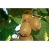 Vivaio di Castelletto Kiwi Pianta Vera, Actinidia Deliciosa Jenny, Pianta in Vaso ø 11 cm, Pianta Autofertile, Vivaio di Castelletto