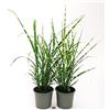 POWERS TO FLOWERS - MISCANTHUS SINENSIS GOLD BAR, 2 PIANTE, VASO 14CM, piante vere