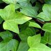 AMDGArden Pianta di Hedera Verde Rampicante Vaso 16 cm h 100 cm