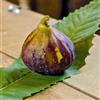 Vivai Decandia Giovanni PIANTA DA FRUTTO FICO SAN MANGO in vaso 20 età 2/3 anni (foto reali)