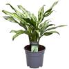 Generic Aglaonema Juliette - 40 cm - Ø 12