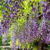 Generic semi resistenti di glicine - perenni esterni giardino rampicanti 40pcs