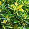 Vivaio di Castelletto Evonimo Euonymus japonicus Livornese 3 piante da siepe in vaso 7x7 cm Vivaio di Castelletto