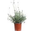 eGarden.store Pianta di Lavandula Dentata Candicans pianta di Lavanda Dentata pianta da esterno pianta da fiore pianta di Lavanda ornamentale pianta vera di Lavanda venduta da eGarden.store