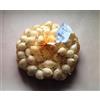 Generic Portal Cool Bulbi di cipolla bianca maggio - 1 kg - Dimensioni 21/24