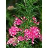 Generico Grevillea rosmarinifolia, Piante per bordure e cespugli fioriti, vs18, grevillea