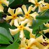 Bloomique - Set di 2 - Trachelospermum jasminoides - Gelsomino toscano - Giallo - Rampicante - Sempreverde - Resistente al freddo - Alta 50-70 cm - Vaso da 15 cm