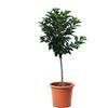 KENTIS - Pianta di Ciliegio Nano - Prunus Avium - Piante Vere da Esterno - Alberello da Frutto per Giardino Ciliegia - Vaso da Coltura Ø 24 cm