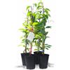 Kiwiri 's quartetto di kiwi - 4 piante da kiwi (Actinidia arguta) maschio e femmina - Mini kiwi - Garanzia varietà direttamente dall'allevatore - Set autofertilizzante