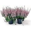 Generico erica calluna ROSA 3 PIANTE V12CM, piante vere Terre di Romagna MAde In Italy