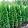 Vivaio di Castelletto Tuia smeraldo Thuja occidentalis Smaragd pianta da siepe sempreverde in vaso ø19 cm h. 70/80 cm Vivaio di Castelletto