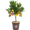 Vannucci Piante - Citrus nobilis, Citrus mandarino, Agrumi, Pianta vera, Pianta da terrazzo, Pianta da frutto, Mediterranea