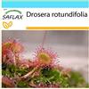 SAFLAX - Confezione regalo - Rosolida - 50 semi - Drosera rotundifolia