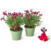 POWERS TO FLOWERS - SALVIA GREGII ROSSA, VASO 14 CM DIAMETRO, 2 PIANTE, piante vere