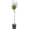 Vannucci Piante - Castanea sativa (Castagno), Pianta vera in vaso, Pianta da esterno