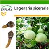 SAFLAX - zucca a bottiglia - 15 semi - Con substrato - Lagenaria siceraria