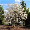 Vivaio di Castelletto Magnolia giapponese bianca Magnolia Stellata pianta in vaso ø19 cm h 80/100 cm Vivaio di Castelletto
