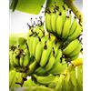 Generico Pianta di BANANA GIAPPONESE 'Musa Basjoo' - in vaso Ø 18 cm - H. 70/80 cm
