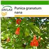 SAFLAX - Melograno nano - 50 semi - Con substrato - Punica granatum nana