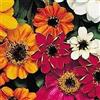 Generic 50+ Zinnia Profusion Mix/Graines de fleurs résistantes aux maladies/Annuelle: Graines